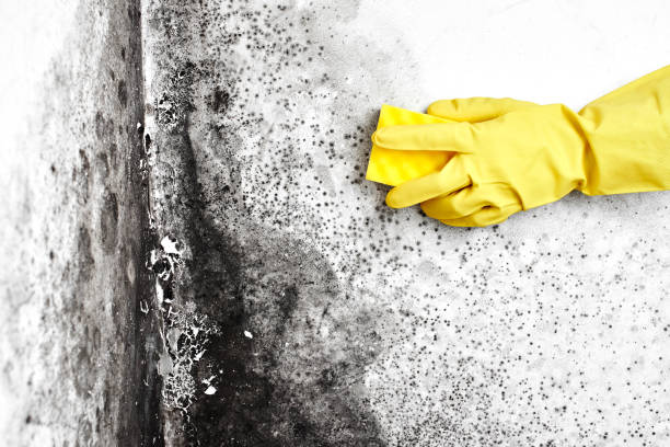 Best Attic Mold Removal  in Moonachie, NJ