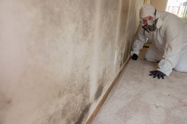Best Environmental Consulting for Mold Prevention  in Moonachie, NJ